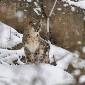 Snow Leopards of India Tour